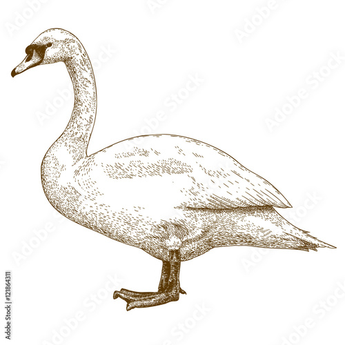 engraving illustration of swan