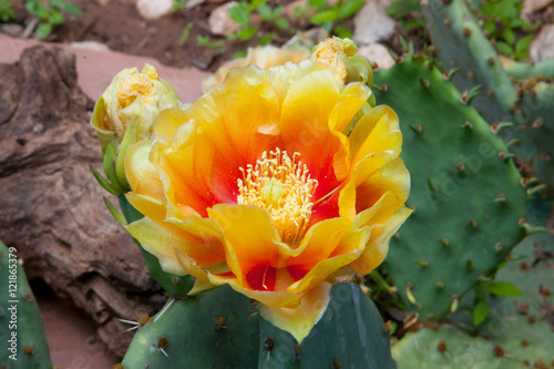 Prickly Pear Cactus photo