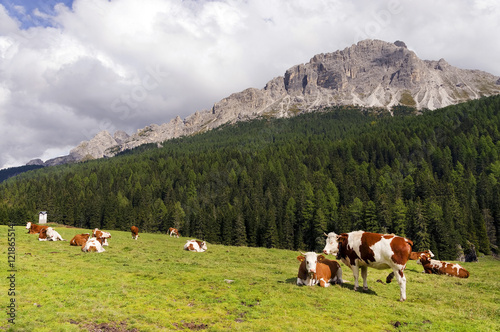 Alpine landscape in the Dolomites  Italy  Europe