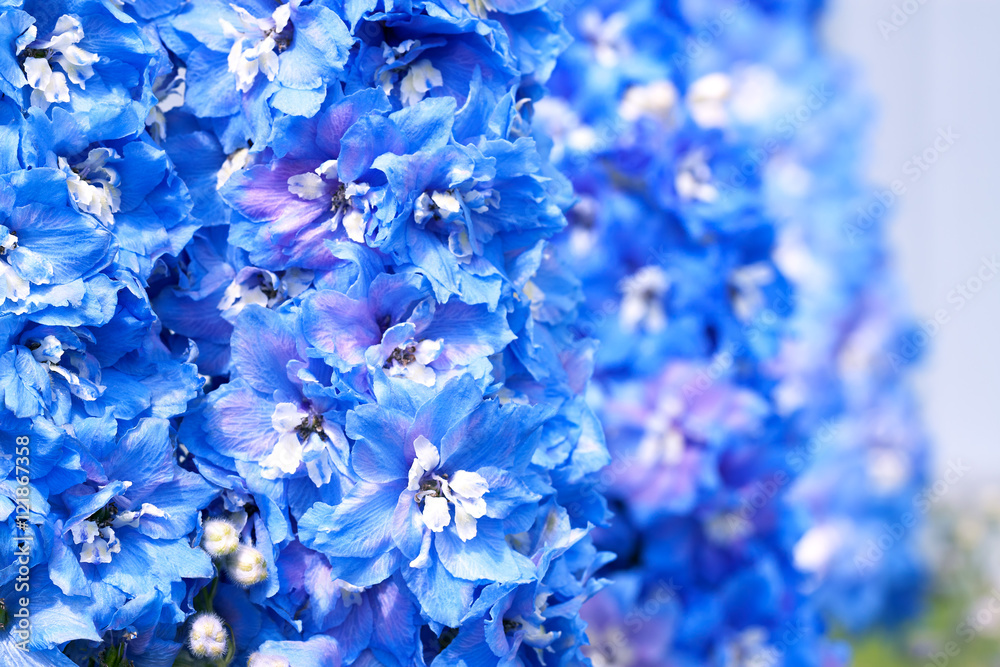 blue flowers of a delphinium close up
