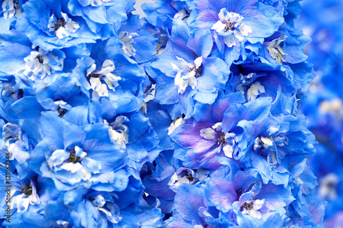 blue flowers of a delphinium close up