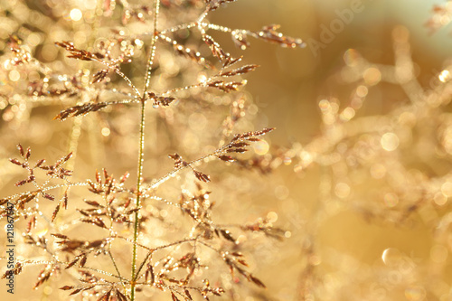 blur background on a summer meadow © yanikap
