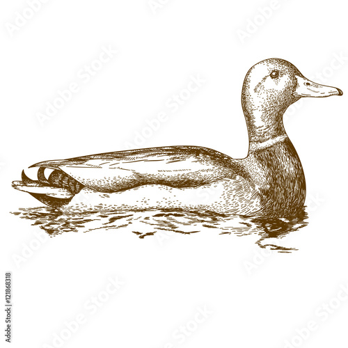 engraving illustration of mullard duck