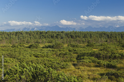 Rezerwat przyrody „Bór na Czerwonem”, Kotlina Orawsko-Nowotarska, Zachodnie Karpaty, Polska Południowa