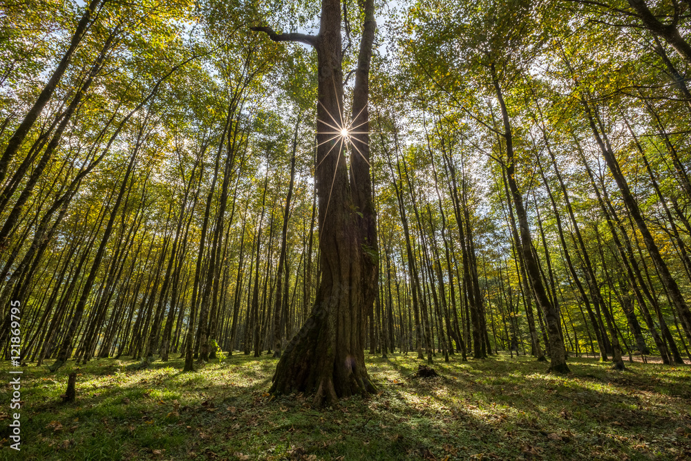 Fototapeta premium Hyrcania Forest, Mazandaran, Iran