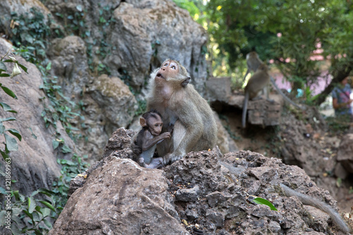 Mother monkey with baby monkey with green background