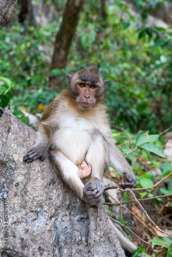 monkey