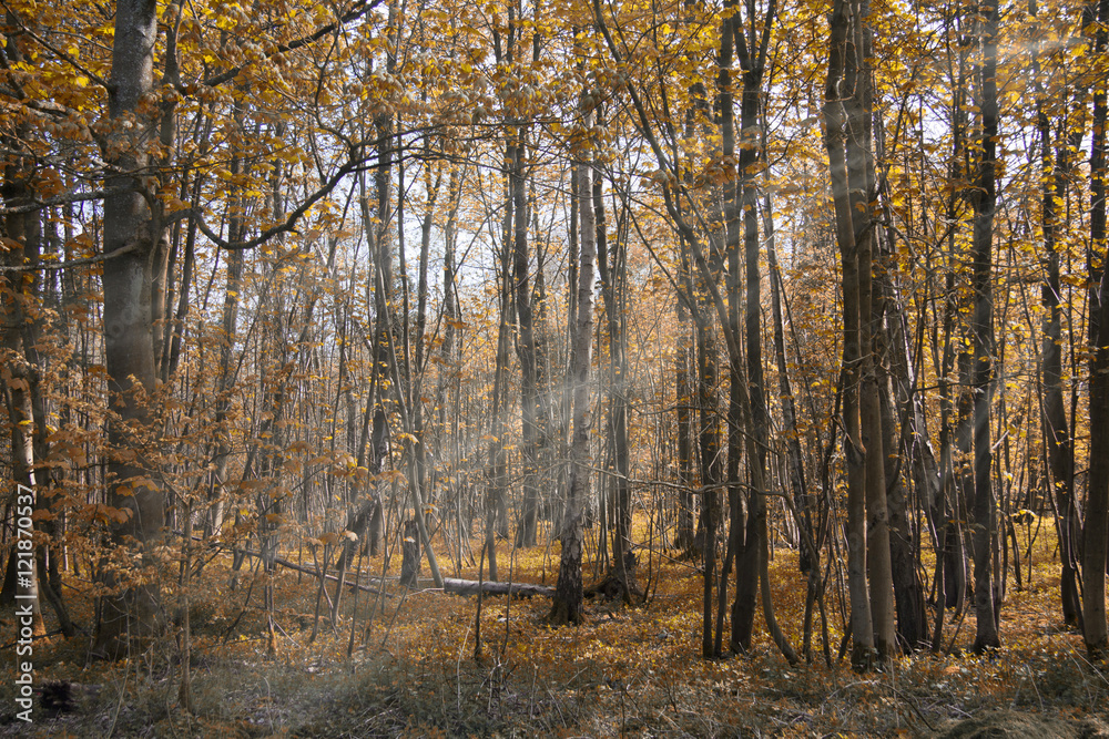 Fototapeta premium View through the trees on a country walk