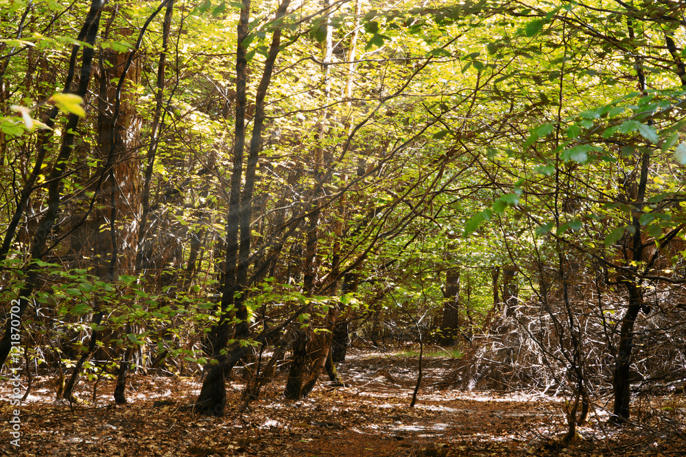 Obraz premium Looking through the trees in an English wood