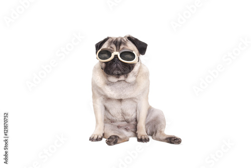 cute pug dog puppy with dog goggles, isolated on white background © monicaclick