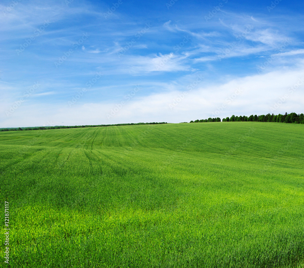 green field and blue sky green field and blue sky