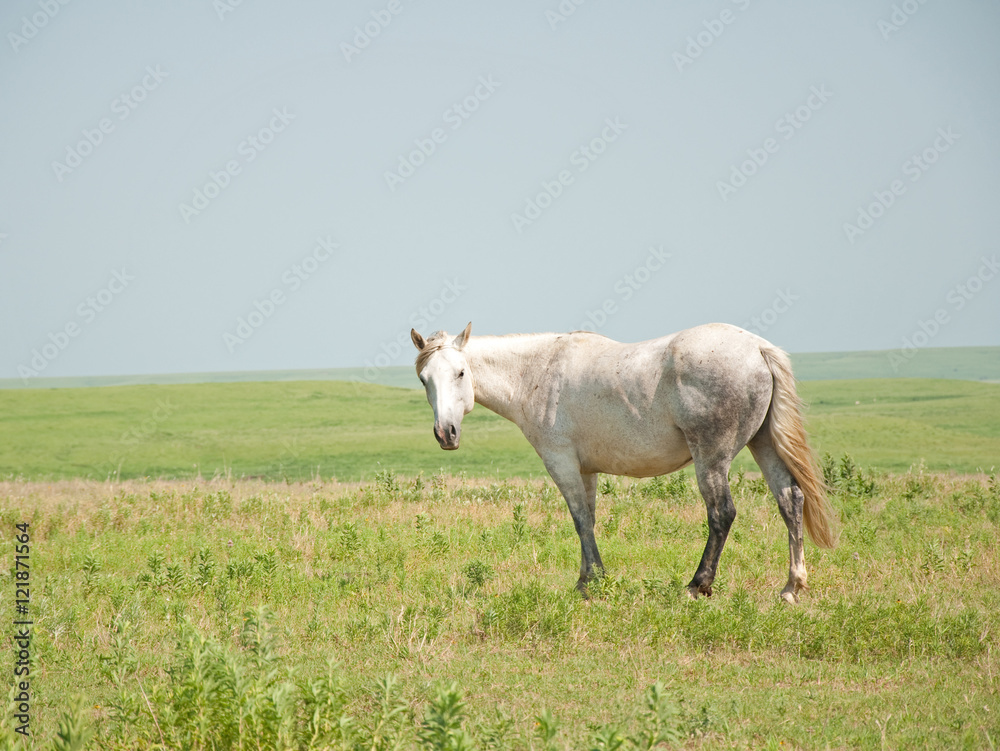 Gray flea bitten horse looking at the viewer in pasture against wide open prairie landscape Gray flea bitten horse looking at the viewer in pasture against wide open prairie landscape
