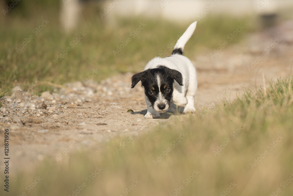 puppy runs - 7,5 weeks old - jack russell terrier puppy runs - 7,5 weeks old - jack russell terrier