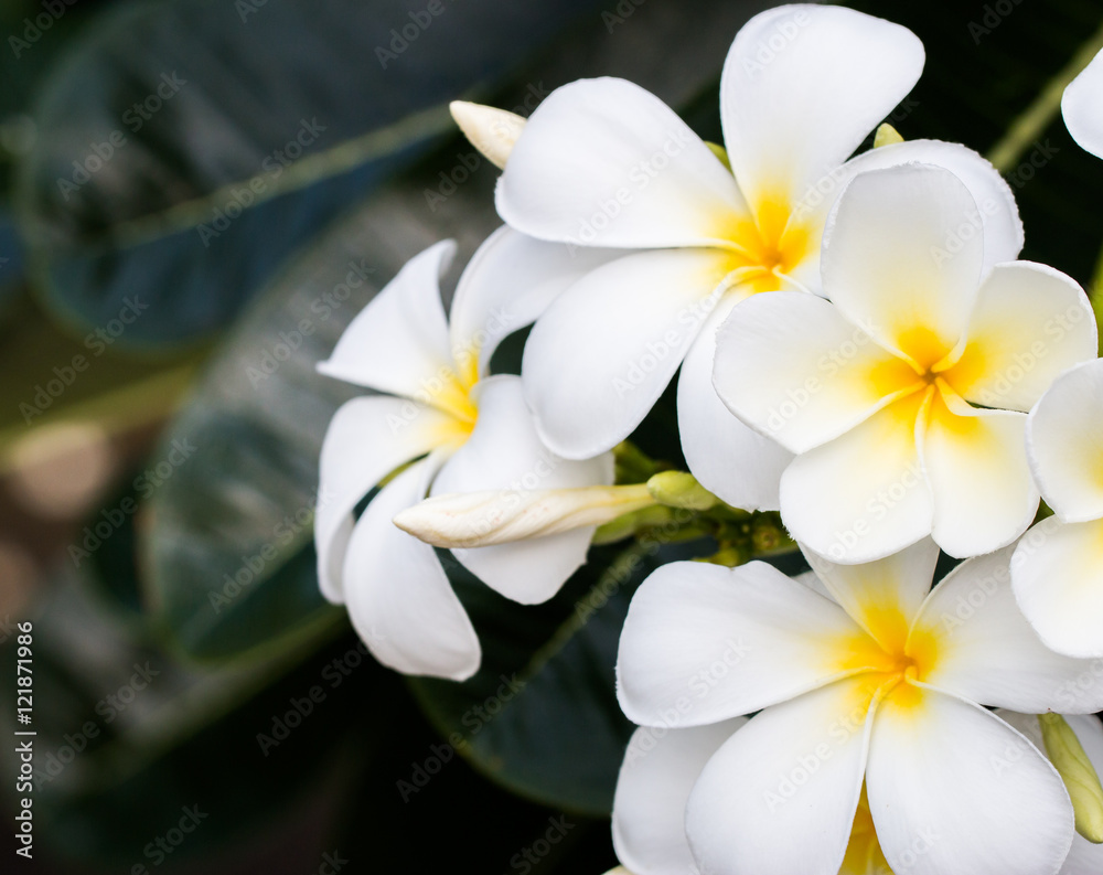 bouquet of white plumeria frangipani flowers bouquet of white plumeria frangipani flowers
