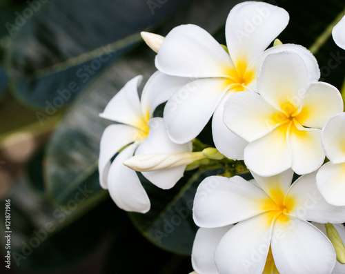 bouquet of white plumeria frangipani flowers