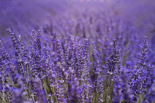 Fototapeta Naklejka Na Ścianę i Meble -  purple field