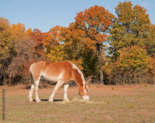 Belgian draft horse eating hay in fall pasture