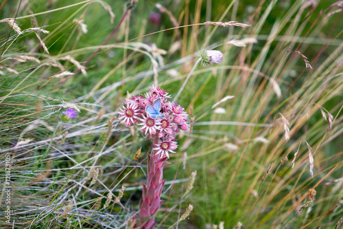 Sempervivum tectorum or sempervivum alpinum - houseleek  with a blue alpine butterfly