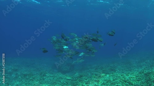 Wallpaper Mural School of Trevallies on a coral reef.  4k footage Torontodigital.ca