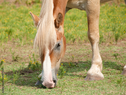 Closeup of a beautiful blond Belgian draft horse grazing in summer © pimmimemom