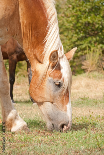 Closeup of a Belgian draft horse grazing