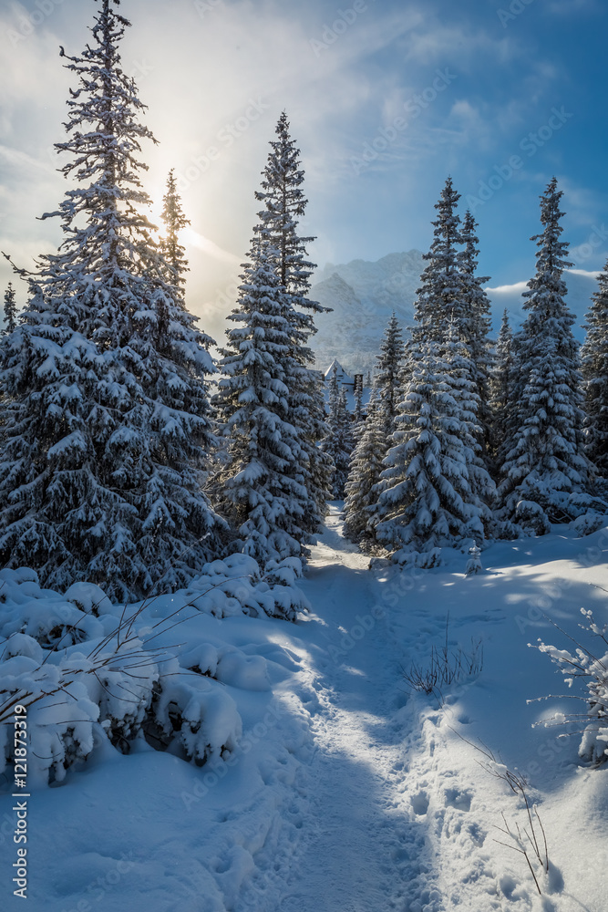 Winter forest in Tatras Mountains, Poland Winter forest in Tatras Mountains, Poland