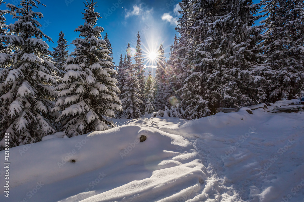 Fototapeta premium Winter mountain trail in the woods at sunrise, Poland