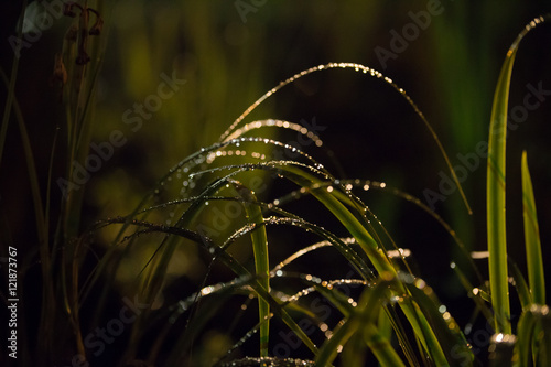 夜露と草 © makieni