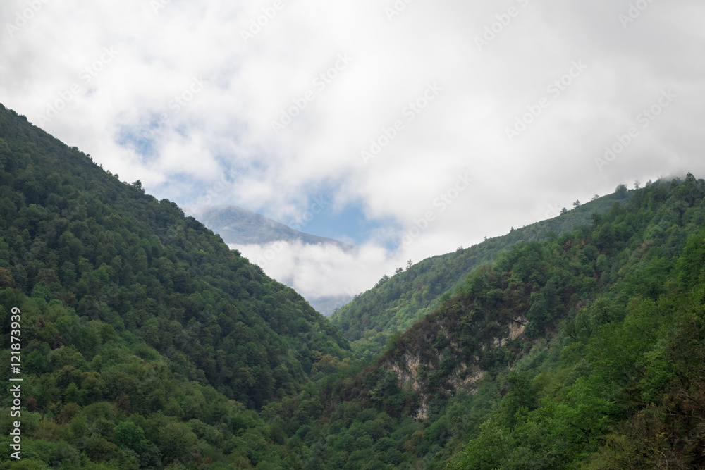 Fototapeta premium Hyrcania Forest, Mazandaran, Iran