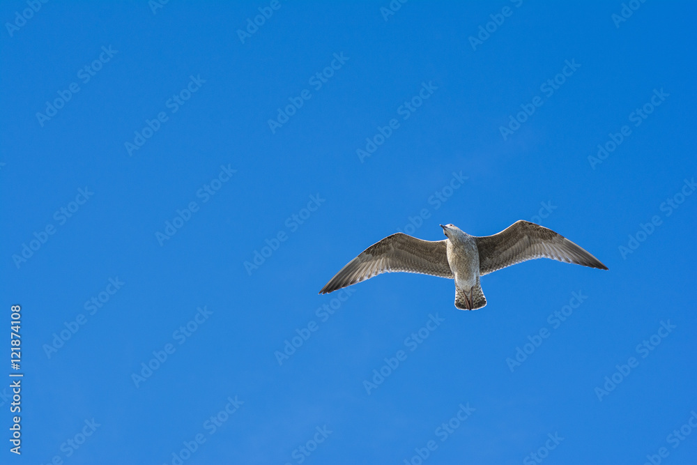Seagull Seagull