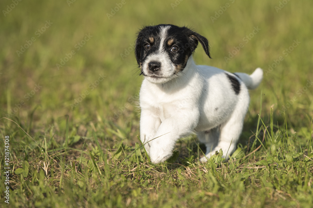 puppy run in the meadow - 7,5 weeks old - jack russell terrier puppy run in the meadow - 7,5 weeks old - jack russell terrier