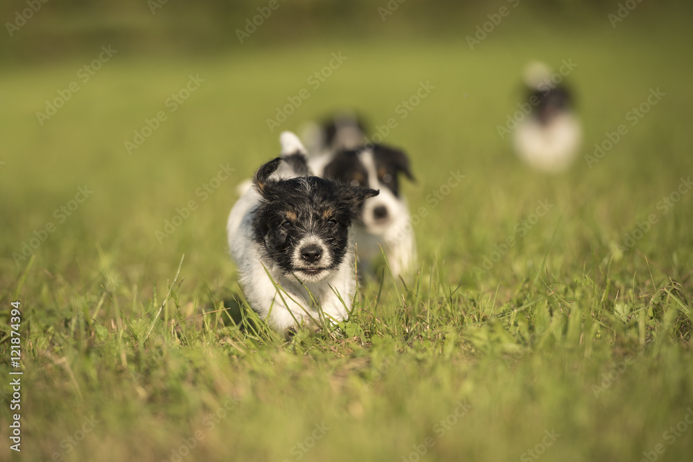 puppies run in the meadow - 7,5 weeks old - jack russell terrier
