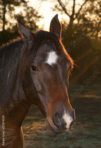 Closeup of a dark bay Arabian horse in morning light