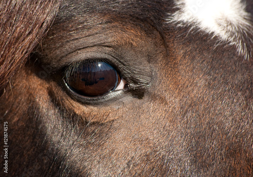 Soulful eye of a dark bay Arabian horse