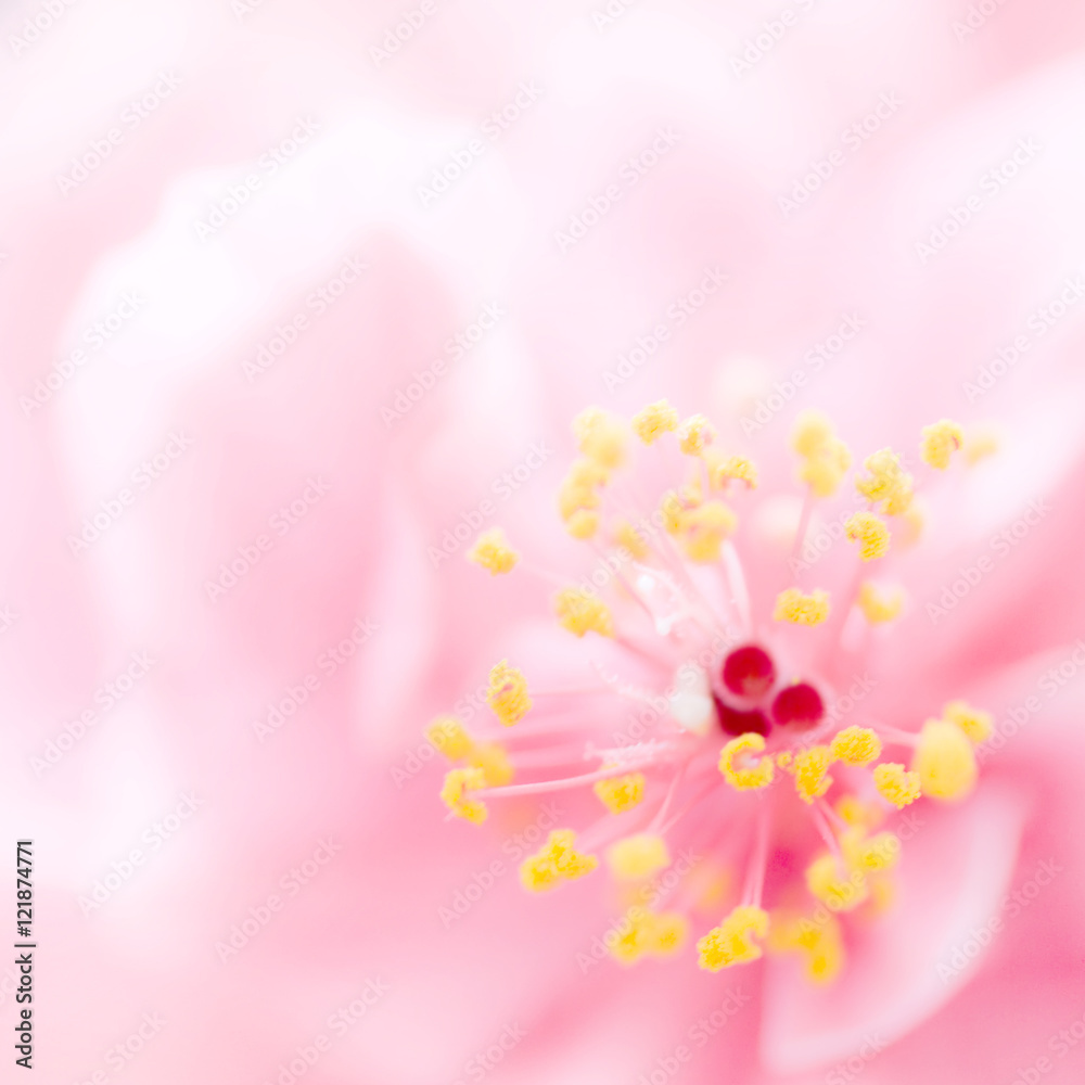 Fototapeta premium Pink flower background