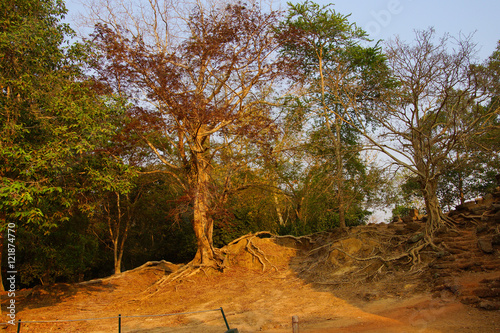 Strangler fig tree roots grow on ruins photo