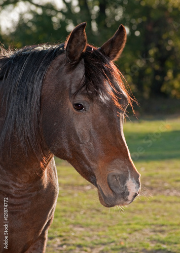 Closeup of a dark bay Arabian horse in morning sun