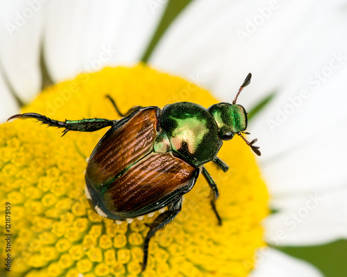 Japanese Beetle