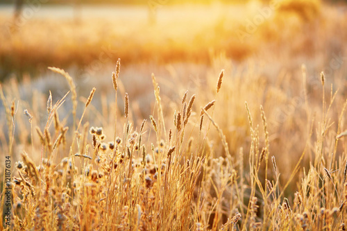 Beautiful golden grass field at sunset