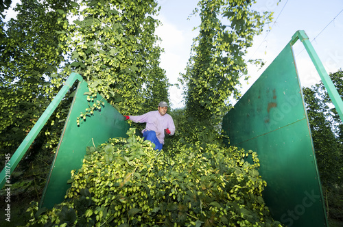 hops farmers with tractor  in the collection of hop cones , Villoria Village, Leon, Spain photo