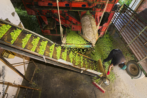 hops farmers working with hop picking machine , Villoria village , Leon , Spain photo