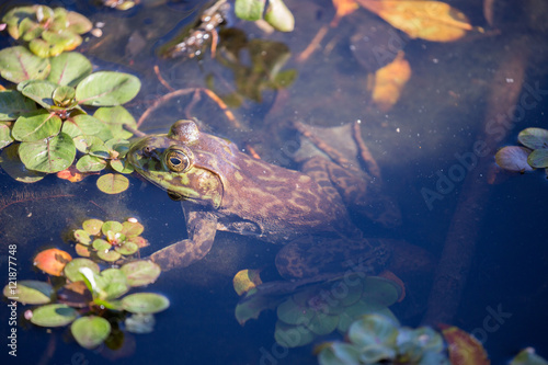American Bullfrog - Lithobates catesbeianus, camouflaged. Shot in Jordan Pond, Garin/Dry Creek Pioneer Regional Parks, San Francisco East Bay, California, USA.