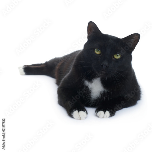 Lying black cat isolated over the white background