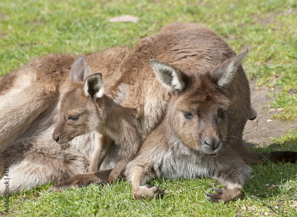 Fototapeta premium Western grey kangaroos