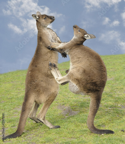 grey kangaroos fighting