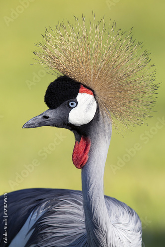Closeup of Gray Crowned Crane © Brian Lasenby