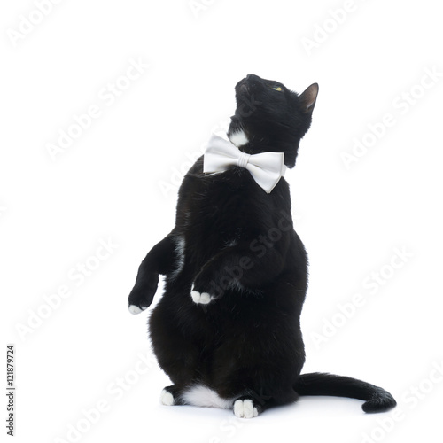 Foto Sitting black cat isolated over the white background