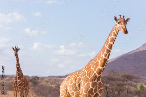 giraffes, Samburu, Kenya