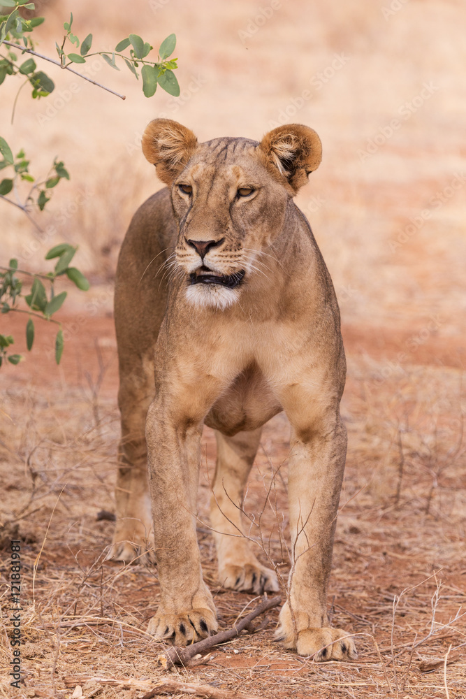 Fototapeta premium lioness in Samburu National Park Kenya