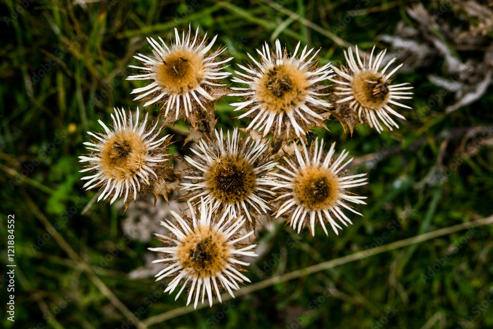 Group of dandelion variation in southern England. Group of dandelion variation in southern England.